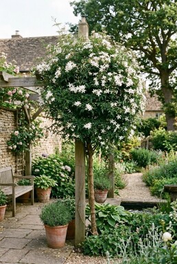 Jasminum officinale Stok