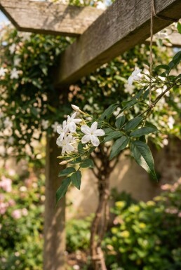 Jasminum officinale Stok