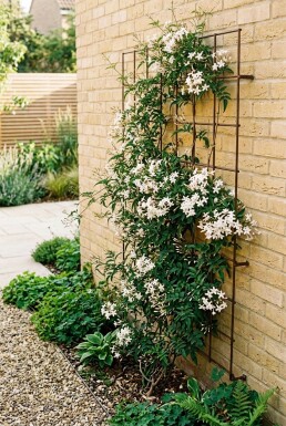 Jasminum officinale Stok