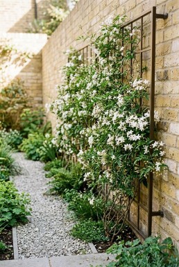 Jasminum officinale Stok