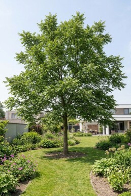 Juglans ailantifolia 'Imshu' Beveerd
