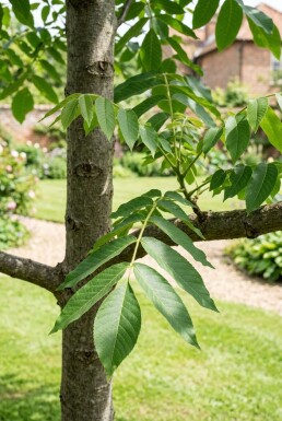 Juglans ailantifolia 'Imshu' Beveerd