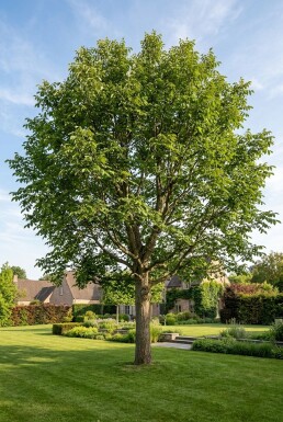 Juglans regia 'Buccaneer' Beveerd