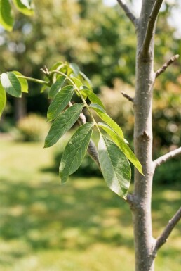 Juglans regia 'Lange van Lod' beveerd