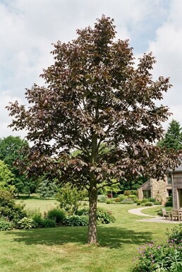 Juglans regia 'Purpurea' Beveerd