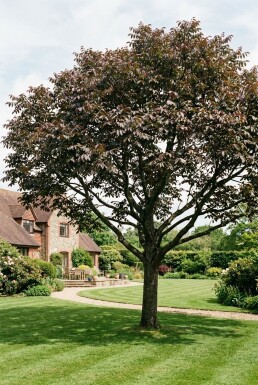 Juglans regia 'Purpurea' Beveerd