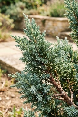 Juniperus chinensis 'Blue Alps'