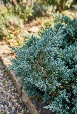 Juniperus chinensis 'Blue Alps' Struik