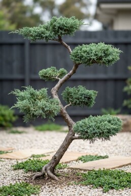 Juniperus chinensis 'Blue Alps' S-vorm