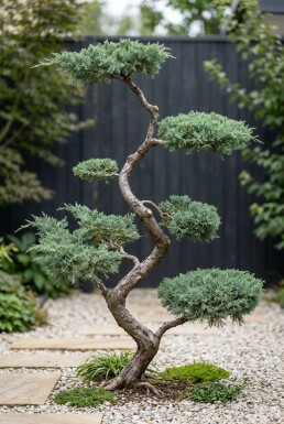 Juniperus chinensis 'Blue Alps' S-vorm