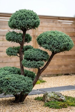 Juniperus chinensis 'Blue Alps' Bonsai