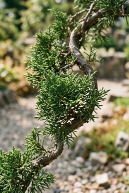 Juniperus chinensis 'Kaizuka'