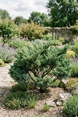 Juniperus chinensis 'San Jose' Struik