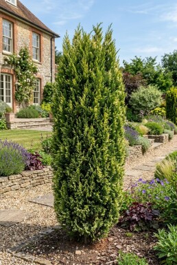 Juniperus chinensis 'Stricta Variegata' Struik