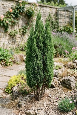 Juniperus communis 'Compressa' Struik