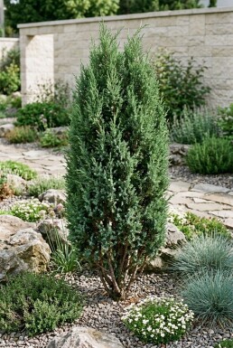 Juniperus communis 'Compressa' Struik