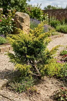 Juniperus communis 'Goldschatz' Struik