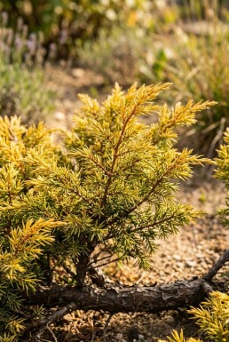 Juniperus communis 'Goldschatz' Struik