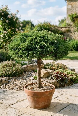 Juniperus communis 'Green Carpet' Op stam