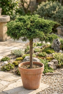Juniperus communis 'Green Carpet' Op stam