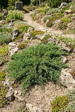 Juniperus communis 'Green Carpet' Struik