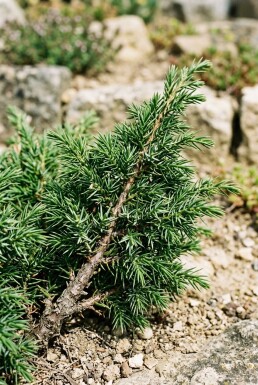 Juniperus communis 'Green Carpet' Struik