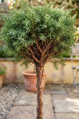 Juniperus communis 'Greenmantle' Op stam