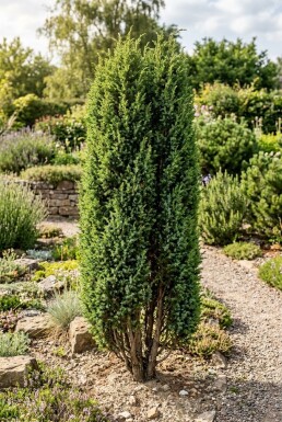 Juniperus communis 'Hibernica' Struik