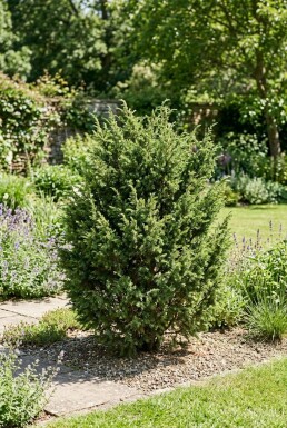 Juniperus communis 'Ristol' Struik