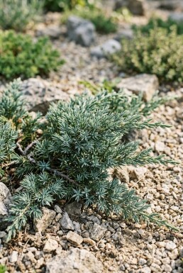 Juniperus communis 'Silver Carpet' Struik