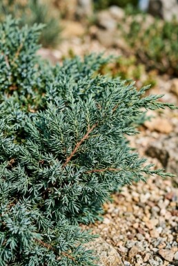 Juniperus conferta 'Blue Pacific' Struik