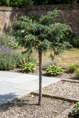 Juniperus conferta 'Schlager' Op stam