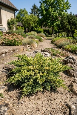 Juniperus horizontalis 'Andorra Variegata' Struik