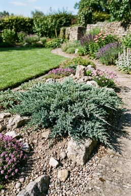 Juniperus horizontalis 'Blue Chip' Struik