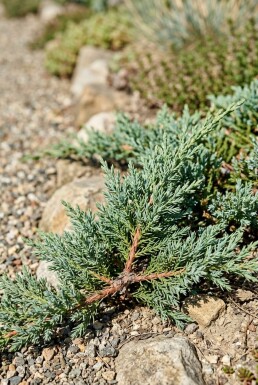 Juniperus horizontalis 'Blue Chip' Struik