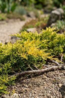 Juniperus horizontalis 'Golden Carpet' Struik