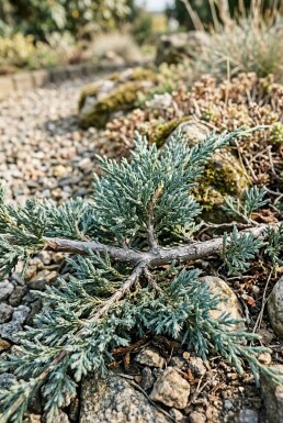 Juniperus horizontalis 'Icee Blue' Struik