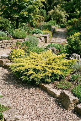 Juniperus horizontalis 'Limeglow' Struik