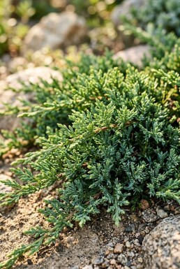 Juniperus horizontalis 'Pancake' Struik