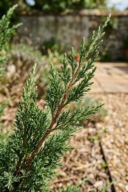 Juniperus media 'Hetzii'
