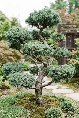 Juniperus media 'Hetzii' bonsai Bonsai