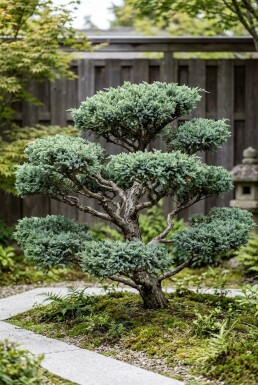 Juniperus media 'Hetzii' bonsai Bonsai