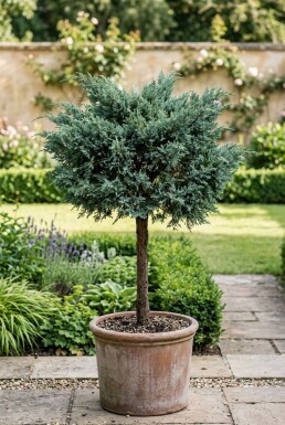 Juniperus media 'Hetzii' Op stam
