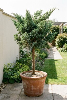 Juniperus media 'Hetzii' Op stam