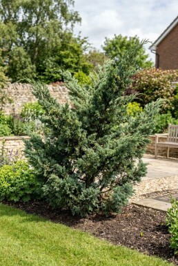 Juniperus media 'Hetzii' Struik