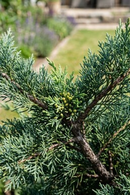 Juniperus media 'Hetzii' Struik