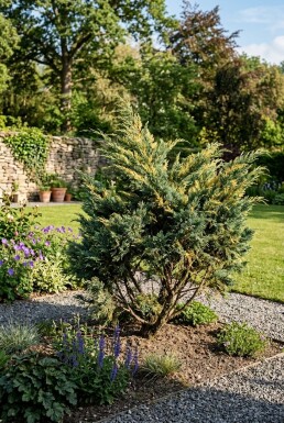 Juniperus pfitzeriana 'Blue and Gold' Struik