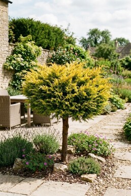 Juniperus pfitzeriana 'Golden Joy' Op stam
