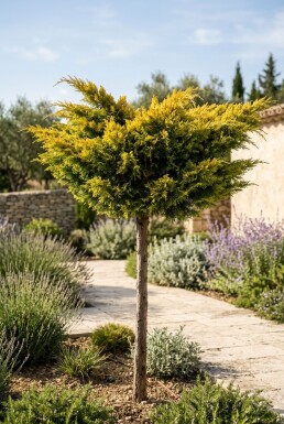 Juniperus pfitzeriana 'Golden Joy' Op stam