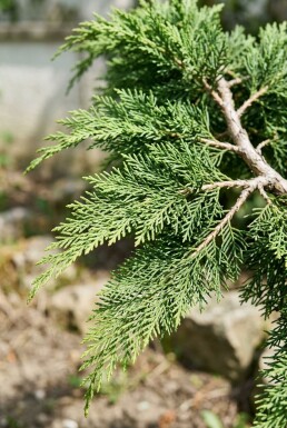 Juniperus pfitzeriana 'Mint Julep'